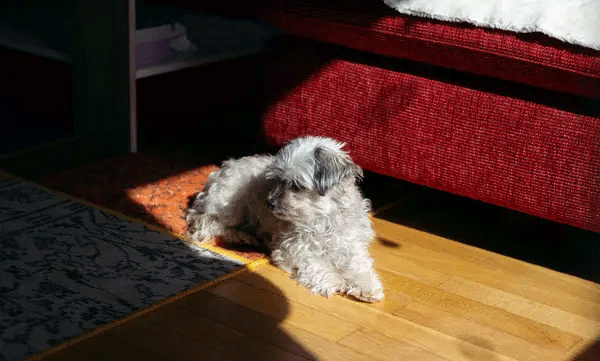 woman-quit-job-3-years-legal-battle-after-pet-dog-poisoned-by-neighbour-in-china