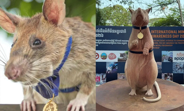 magawa-hero-rat-cambodia-landmine-memorial