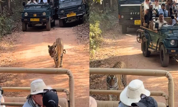 tiger-safari-jam-ranthambore