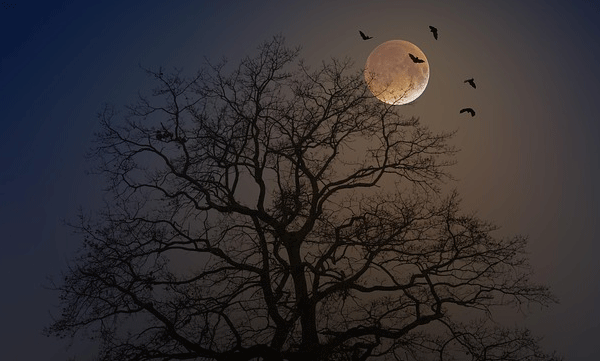 nasa-space-exploration-moon-trees