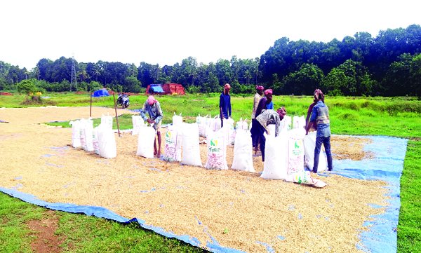 Supplyco owes Rs 280 crore to paddy farmers