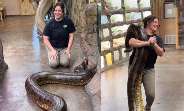 anaconda-handling-woman-video