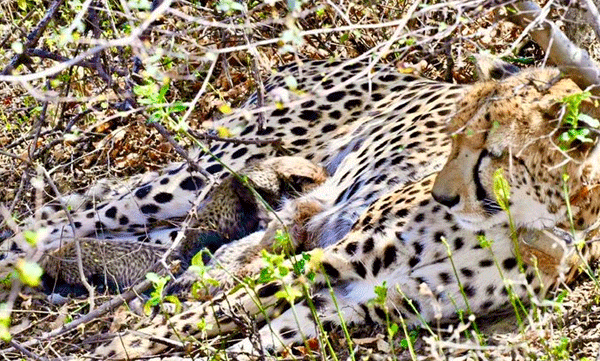 project-cheetah-success-kuno-national-park.