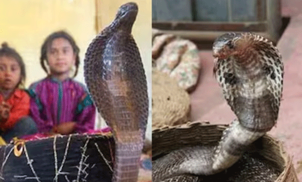 indias-snake-village