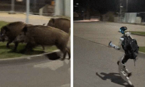 viral-video-robot-chases-away-wild-boars-that-have-entered-the-city-in-poland
