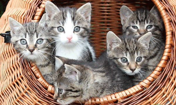 cat-pregnancy-ownership-issue-kittens-custody