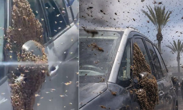 Netizens Point to Quran and Bible as Bee Swarms Envelop Israel