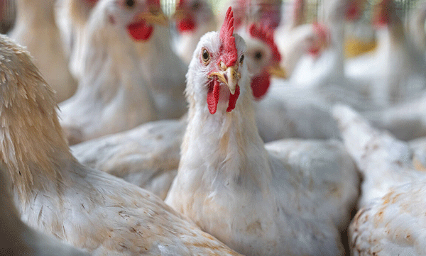 bird-flu-alert-in-karnataka-h5n1-detected-in-poultry-farm-over-7500-chickens-culled.