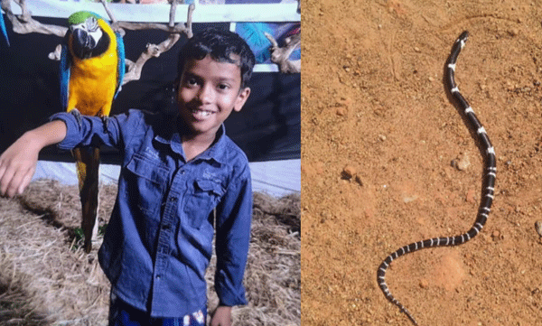 eight-year-old-boy-dies-of-snakebite-in-thrissur
