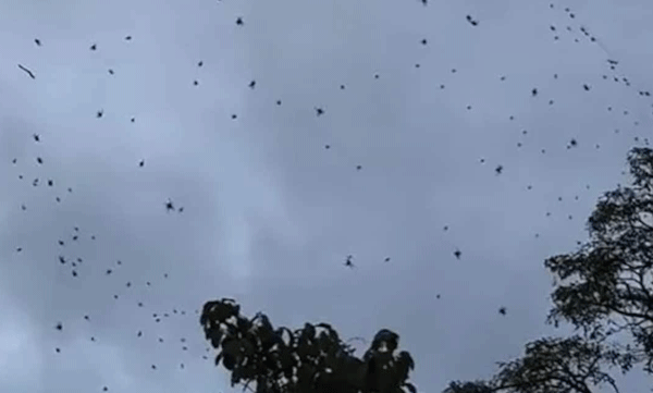 video-shows-hundreds-of-spiders-swarming-the-sky-in-brazil