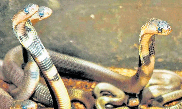 10-year-old-snake-bite-incident-thrissur-child-response-to-medicine
