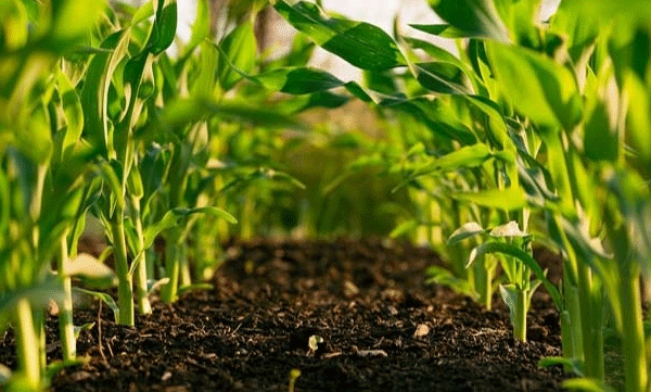 Rrecord-temperatures-trigger-severe-soil-degradation-in-kerala.