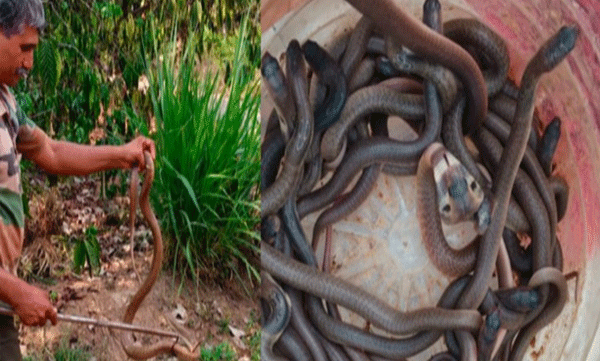 26-cobra-snakes-were-caught-from-a-burrow-near-a-house-in-mananthavady