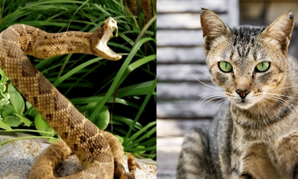 house-cats-caught-eight-vipers