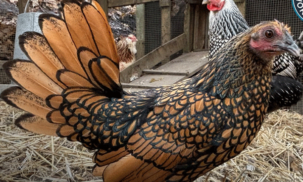 worlds-oldest-chicken-record