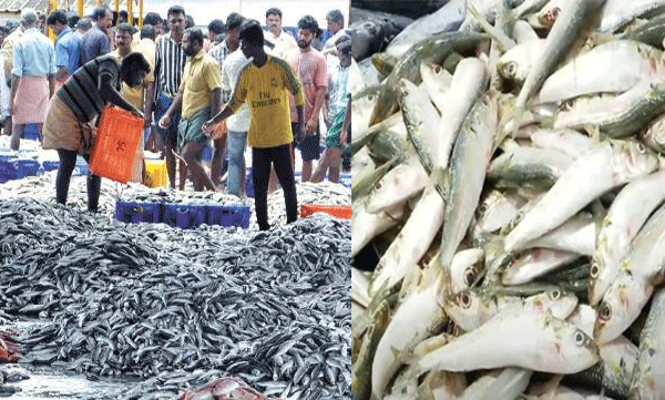 kerala-fishing-crisis-deepens-amidst-rising-sea-temperatures.