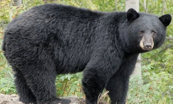 bears-in-backyard-in-idukki-plant-pot-knocked-over-footage-released