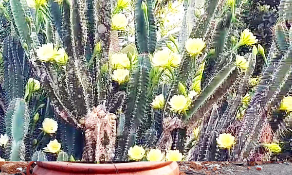 Peruvian Apple Cactus lends a sweet fragrance to Irumbayam