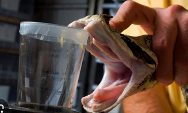 Gujarat To Launch State-Specific Anti-Venom From Local Snake Poison To Reduce Deaths