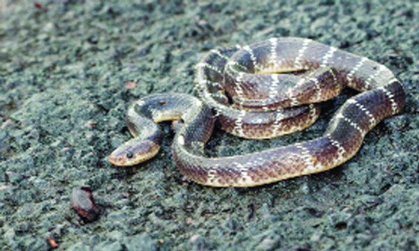 Arrived for tea with a viper in his pocket; Migrant worker's daredevilry