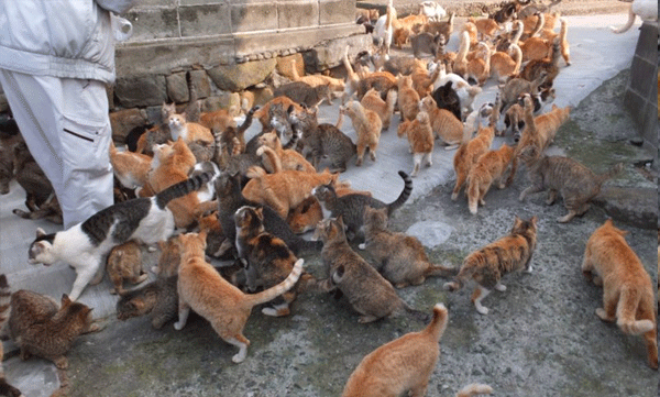 japan-cat-island-aoshima