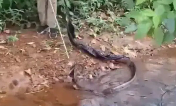 Siblings bitten by snakes: Fifth snake discovered; authorities conduct search of the house