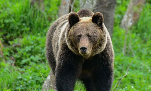 Woman killed by bear in Polish forest