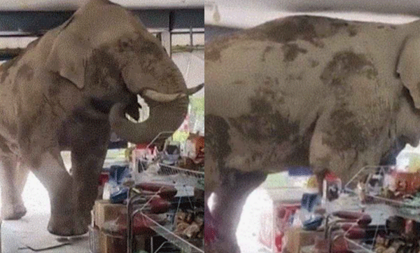 viral-video-wild-elephant-enters-shop-looking-for-food