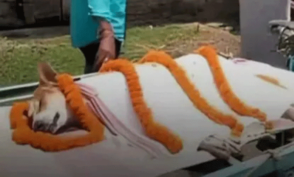 village-honors-street-dog-who-saved-30-children-in-odisha
