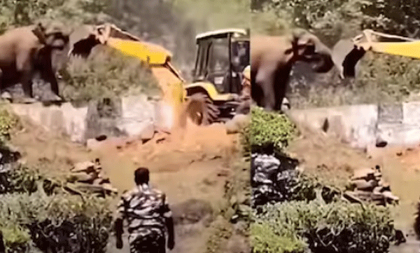 lone-elephant-blocks-jcb-to-stop-forest-destruction-heartbreaking-clash-between-development-and-wildlife
