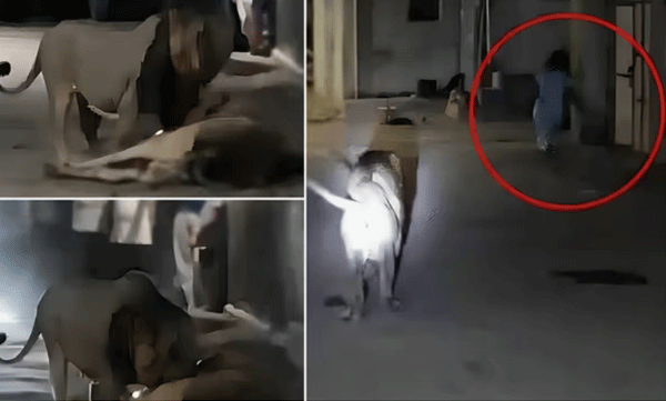 lion-attacks-a-domestic-animal-and-chases-girl-in-gujrat-village-shocking-video