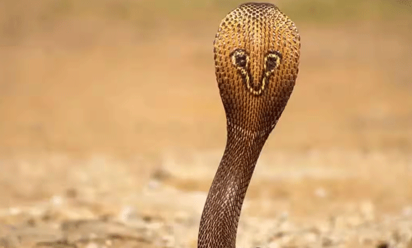 worker-bitten-by-cobra-in-idukki