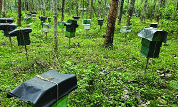 Sweetness in trees, termite mounds, and hollows; honey harvesting begins in the forest regions of Wayanad