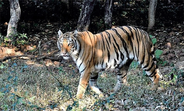 wayanad-tigress-dies-in-zoo-after-illness-bronchopneumonia-confirmed