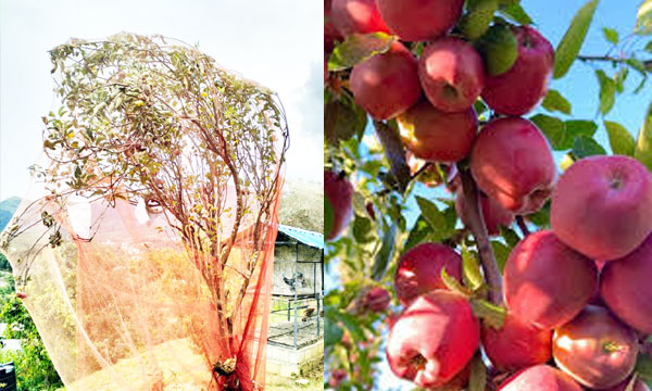 Apple harvest season begins in Kanthalloor; farmers cover trees with nets to tackle the menace of peacocks and other birds