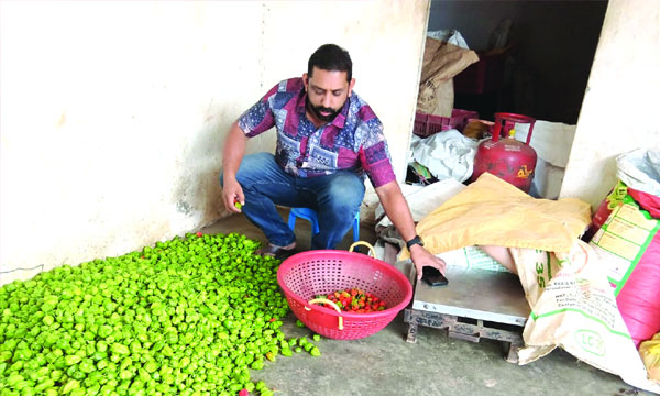 Joy's Jose has attracted attention in the trade of malimulak; Price from 150 to 200 per KG