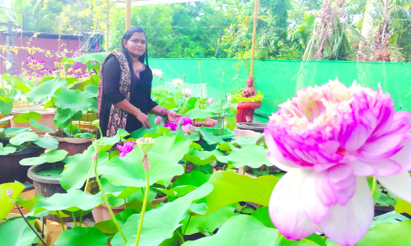 National recognition for Mayuri and Panineer Thamara varieties; Thiruvalla native K.V. Ajitha secures registration