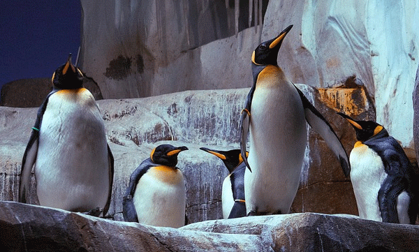 emperor-penguins-at-critical-risk-a-growing-threat