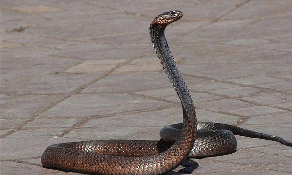 snake-conservation-public-safety-kerala