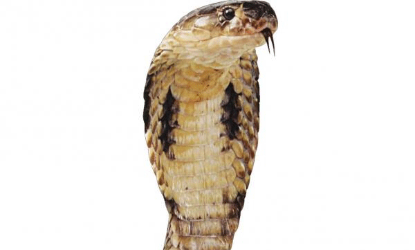 31-cobra-egg-hatched-in-thiruvananthapuram-peyad