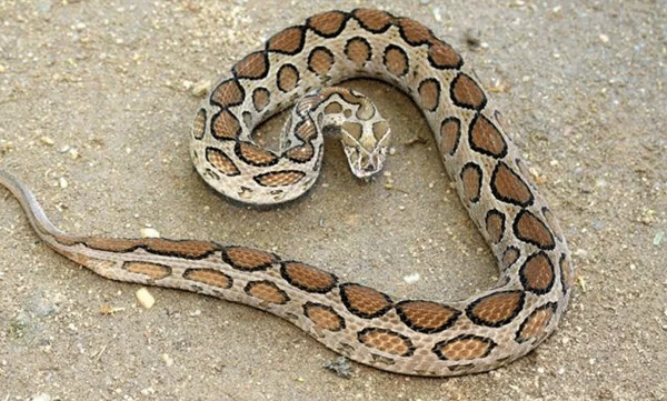 elderly-woman-suffers-snake-bite-near-house-in-kuttamperoor