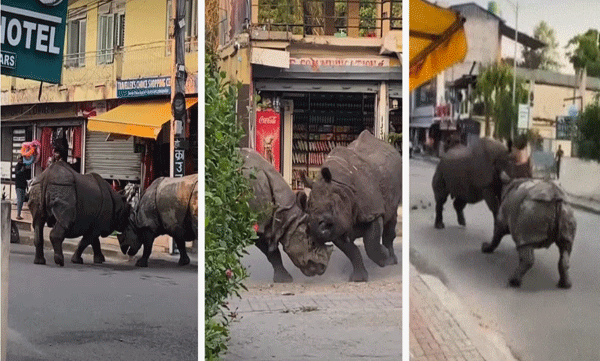 viral-video-two-one-horned-rhinos-clashing-horns-for-a-mate
