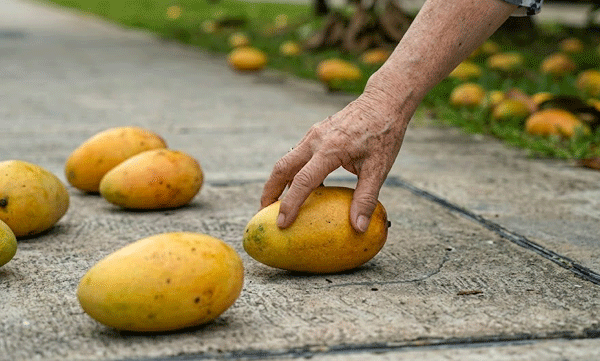 singapore-mango-fine-indian-women-viral-video