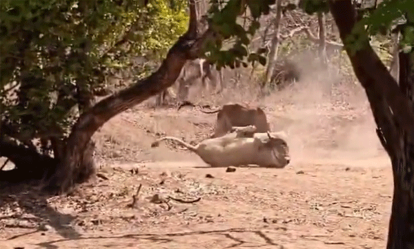 unfiltered-wilderness-or-live-baiting-internet-stands-divided-on-lioness-hunting-prey-in-front-of-tourists-at-gir-forest