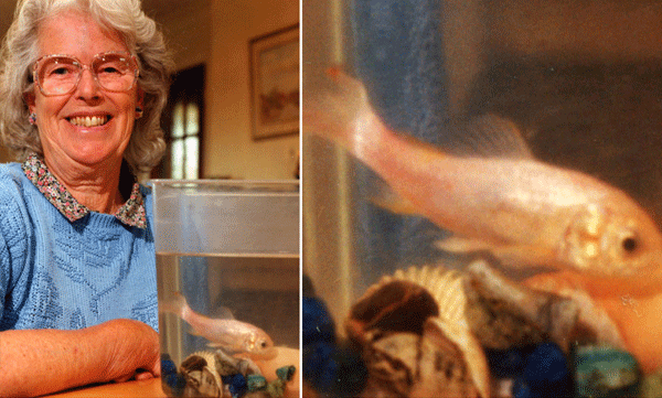 guinness-world-record-tish-fish