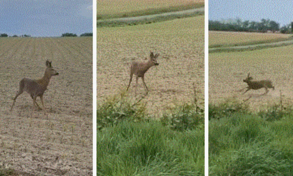 drivers-should-be-aware-of-drunk-deer-on-road-be-careful-french-police-warn-with-video