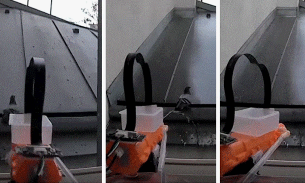 viral-video-man-installs-ai-smart-gun-on-balcony-for-repel-pigeons