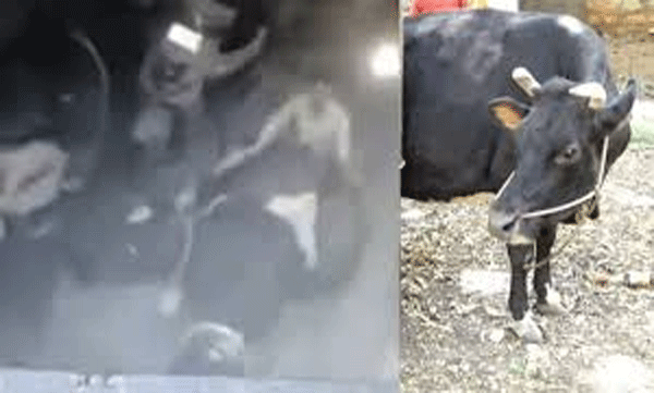 shameful-and-inhuman-incident-man-caught-on-cctv-abusing-cow-in-bengaluru