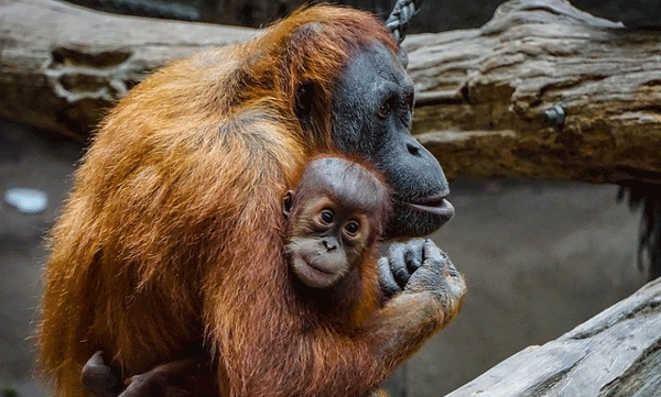 animal-intelligence-orangutan-mothers.html