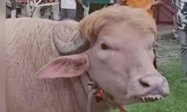 Rare Buffalo Steals Spotlight In Bangladesh For Looking "Exactly Like Donald Trump"